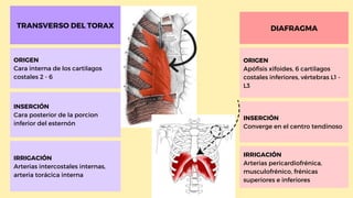 TRANSVERSO DEL TORAX
ORIGEN
Cara interna de los cartilagos
costales 2 - 6
INSERCIÓN
Cara posterior de la porcion
inferior del esternón
IRRIGACIÓN
Arterias intercostales internas,
arteria torácica interna
DIAFRAGMA
ORIGEN
Apófisis xifoides, 6 cartilagos
costales inferiores, vértebras L1 -
L3
INSERCIÓN
Converge en el centro tendinoso
IRRIGACIÓN
Arterias pericardiofrénica,
musculofrénico, frénicas
superiores e inferiores
 