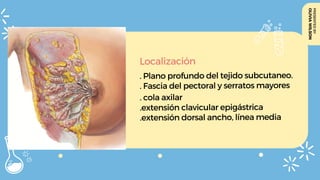 OLIVIA
WILSON
PRESENTED
BY
Localización
. Plano profundo del tejido subcutaneo.
. Fascia del pectoral y serratos mayores
. cola axilar
.extensión clavicular epigástrica
.extensión dorsal ancho, línea media
 