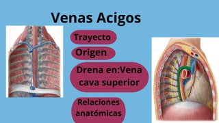 Venas Acigos
Trayecto
Origen
Drena en:Vena
cava superior
Relaciones
anatómicas
 