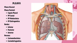 PLEURA
Pleura Visceral
Cúpula Pleural
PP Costal
PP Mediastínica
PP Diafragmática
Pleura Parietal:
Inferior
Posterior
Anterior
Costomediastínico
Costodiafragmático
Bordes:
Recesos:
 