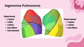 L Superior
L Medio
L Inferior
Cisura Oblicua
Cisura Horizontal
Pulmón Derecho
L Superior
L Inferior
Cisura Oblicua
Pulmón Izquierdo
Segmentos Pulmonares
 