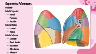 Apical
Posterior
Anterior
Lateral
Medial
Superior
Basal Medial
B Anterior
B Posterior
B Lateral
Segmentos Pulmonares
Derecho*
Lóbulo Superior:
Lóbulo Medio:
Lóbulo Inferior:
 