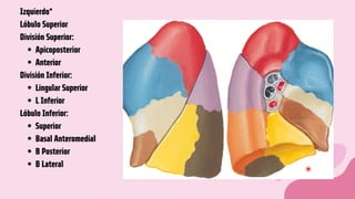 Apicoposterior
Anterior
Lingular Superior
L Inferior
Superior
Basal Anteromedial
B Posterior
B Lateral
Izquierdo*
Lóbulo Superior
División Superior:
División Inferior:
Lóbulo Inferior:
 