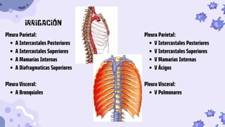 A Intercostales Posteriores
A Intercostales Superiores
A Mamarias Internas
A Diafragmaticas Superiores
A Bronquiales
Pleura Parietal:
Pleura Visceral:
V Intercostales Posteriores
V Intercostales Superiores
V Mamarias Internas
V Ácigos
V Pulmonares
Pleura Parietal:
Pleura Visceral:
IRRIGACIÓN
 