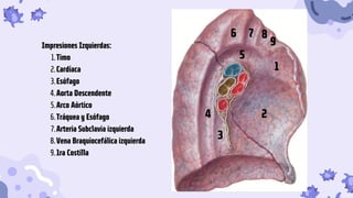 Timo
Cardíaca
Esófago
Aorta Descendente
Arco Aórtico
Tráquea y Esófago
Arteria Subclavia izquierda
Vena Braquiocefálica izquierda
1ra Costilla
Impresiones Izquierdas:
1.
2.
3.
4.
5.
6.
7.
8.
9.
1
2
6
4
3
7 8
9
5
 