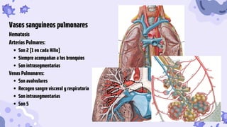 Son 2 (1 en cada Hilio)
Siempre acompañan a los bronquios
Son intrasegmentarias
Son avalvulares
Recogen sangre visceral y respiratoria
Son intrasegmentarias
Son 5
Vasos sanguíneos pulmonares
Hematosis
Arterias Pulmares:
Venas Pulmonares:
 