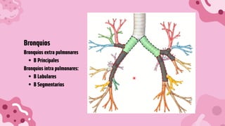 B Principales
B Lobulares
B Segmentarios
Bronquios
Bronquios extra pulmonares
Bronquios intra pulmonares:
 