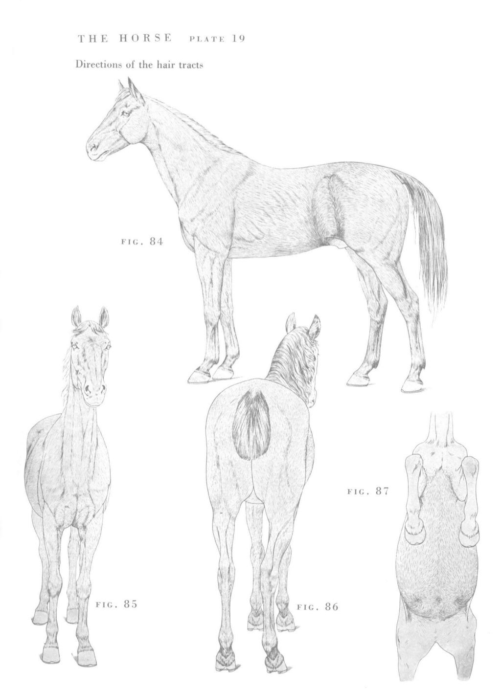 An atlas of animal anatomy for artists