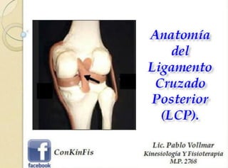 Anatomía del ligamento cruzado posterior LCP
