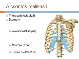 Torok Részei Anatómia analitikus hallgatóknak 4. gerinc | PPTX