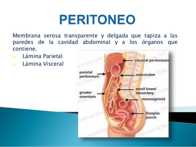Anatomía y Fisiología del Peritoneo y Retroperitoneo - 2017