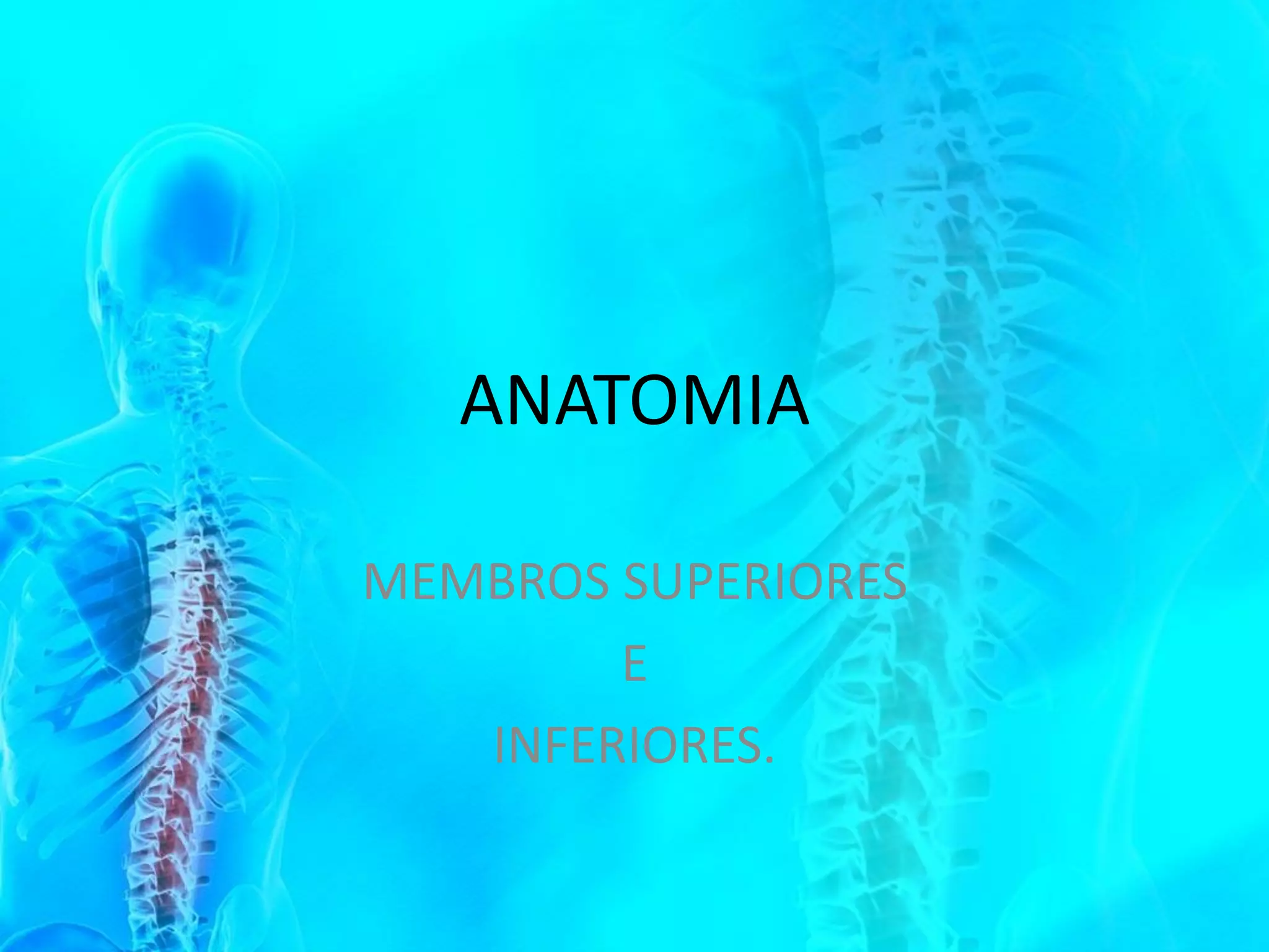 Anatomia dos membros superior e inferior 2016 | PDF