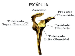 ESCÁPULA
 