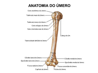 ANATOMIA DO ÚMERO
 