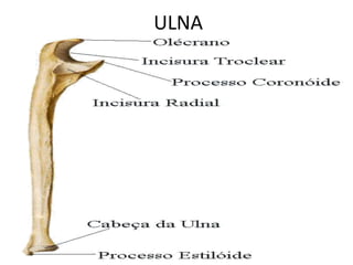 ULNA
 