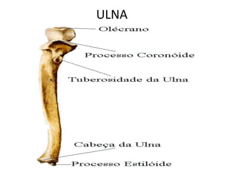 ULNA
 