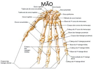 MÃO
 
