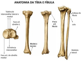 ANATOMIA DA TÍBIA E FÍBULA
Tubérculo
intercondilar lateral e
medial
Eminência
intercondilar
Face art. do côndilo
medial
Face art. do
côndilo lateral
Cabeça da
fíbula
Maléolo
lateral
colo
 
