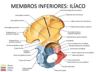 MEMBROS INFERIORES: ILÍACO
 