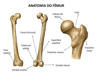 ANATOMIA DO FÊMUR
Face
patelar
Cabeça do
fêmur
Trocânter menor
Trocânter
maior
Colo
Côndilo lateral
Côndilo medial
Fossa (incisura)
Tubérculo
adutor
Superfície
poplítea
 
