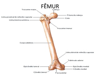 FÊMUR
 