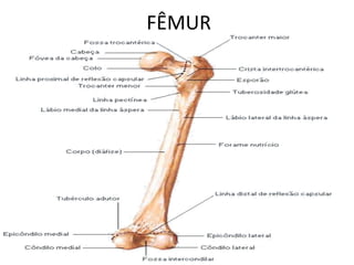 FÊMUR
 