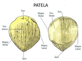 PATELA
 