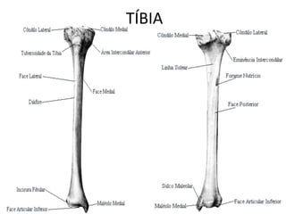 TÍBIA
 