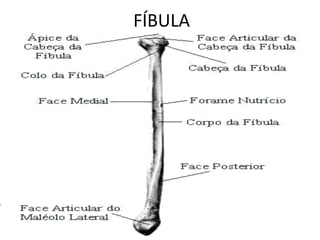 FÍBULA
 