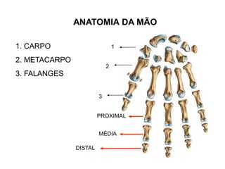 ANATOMIA DA MÃO
1. CARPO
2. METACARPO
3. FALANGES
1
2
3
PROXIMAL
MÉDIA
DISTAL
 