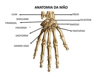 ANATOMIA DA MÃO
. .
. ...
.
.
.
TRAPEZÓIDE
.
RÁDIOULNA
ESCAFÓIDE
TRAPÉZIO
GRANDE OSSO
UNCIFORME
PISIFORME
PIRAMIDAL
SEMILUNAR
 