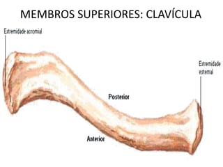 MEMBROS SUPERIORES: CLAVÍCULA
 
