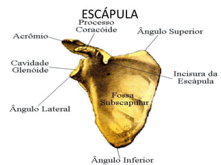 ESCÁPULA
 