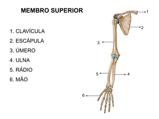 Anatomia dos membros superior e inferior 2016