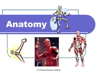 Y12 Physical Education AS90433
Anatomy
 
