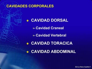 CAVIDADES CORPORALES<br />CAVIDAD DORSAL<br />Cavidad Craneal<br />Cavidad Vertebral<br />CAVIDAD TORACICA<br />CAVIDAD AB...