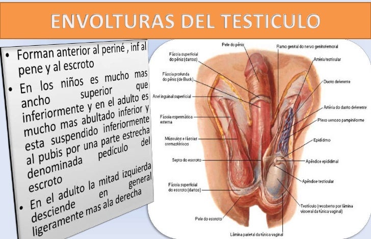 Como aumentar el miembro el ejercicio