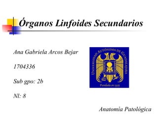 Órganos Linfoides Secundarios Ana Gabriela Arcos Bejar 1704336 Sub gpo: 2b Nl: 8 Anatomía Patológica 