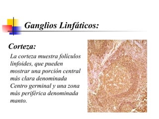         Corteza: La corteza  muestra folículos linfoides, que pueden mostrar una porción central más clara denominada Centro germinal y una zona más periférica denominada manto.  Ganglios Linfáticos: 