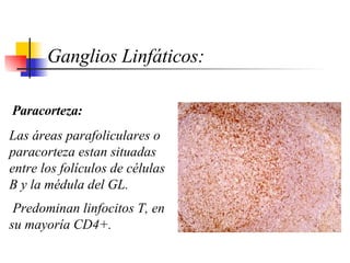 Paracorteza:   Las áreas parafoliculares o  p ara corteza   estan  situadas entre los folículos de células B y la médula del GL . Predominan  linfocitos T, en su mayoría CD4+.      Ganglios Linfáticos: 