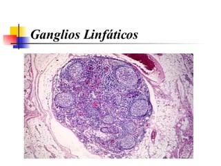 Ganglios Linfáticos 