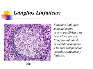 20x Ganglios Linfaticos: F olículos linfoides :  zona del manto oscura periférica y su área clara central. El tejido linfoide de la médula acompaña a un  rico  componente vascular sanguíneo y linfático. 