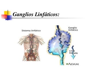 Ganglios Linfáticos: 