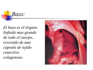 Bazo: El bazo es el órgano linfoide mas grande de todo el cuerpo, revestido de una cápsula de tejido conectivo colagenoso.                               