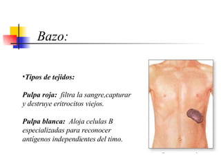 T ipos de tejidos :   Pulpa  roja:   filtra la sangre , capturar y destru ye  eritrocitos viejos .   P ulpa blanca :   Aloja celulas B especializadas para reconocer antígenos independientes del timo. Bazo: 
