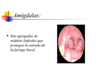Amígdalas: Son agregados de nódulos linfiodes que protegen la entrada de la faringe bucal. 