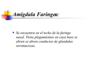 Amígdala Faringea : Se encuentra en el techo de la faringe nasal. Tiene plegamientos en cuya base se abren se abren conductos de glandulas seromucosas. 