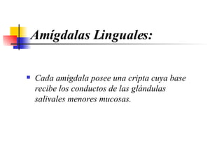 Amígdalas Linguales: Cada amígdala posee una cripta cuya base recibe los conductos de las glándulas salivales menores mucosas. 
