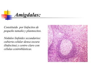 Amigdalas: C onstituido  por linfocitos de pequeño tamaño y plasmocitos.  N ódulos linfoides secundarios :  cubierta celular densa oscura  (linfocitos)  y centro claro con células centroblásticas . 
