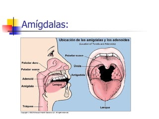 Amígdalas: 